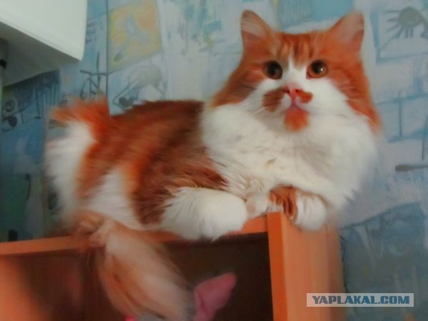 Подобрал котейку ?