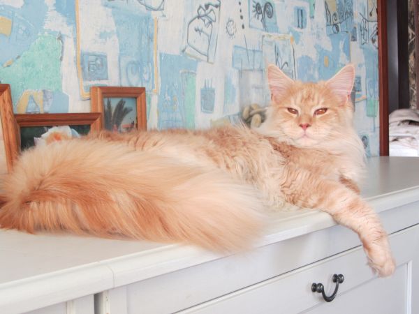 Котовторник 29.10.2013