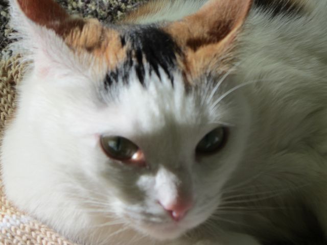 Котовторник  10.12.2013