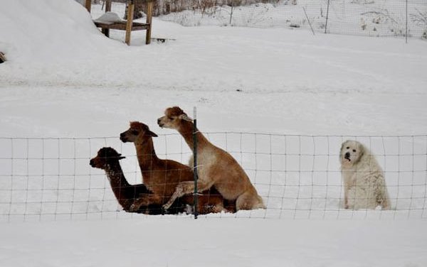 Подборка забавных и курьезных фотографий