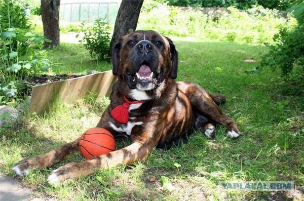 Спасенные собаки