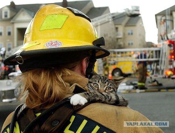 Коты, спасенные пожарными