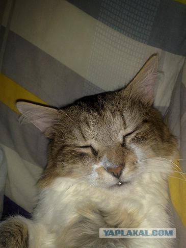 Котобудильники.