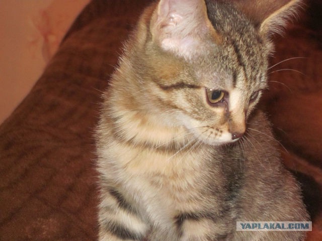 Завидую своему коту