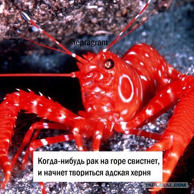 Картинки из интернетов