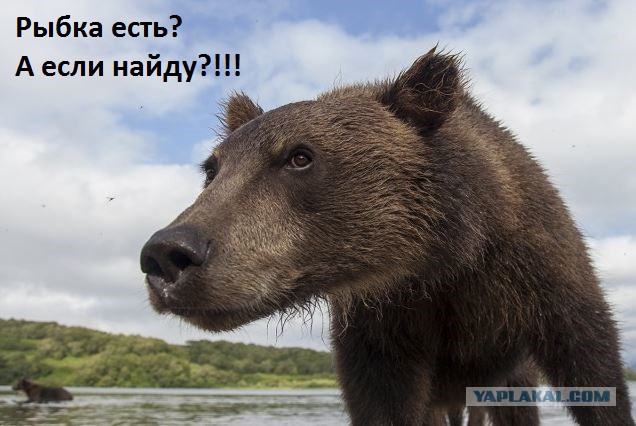 Камчатский дневник: жизнь в клетке