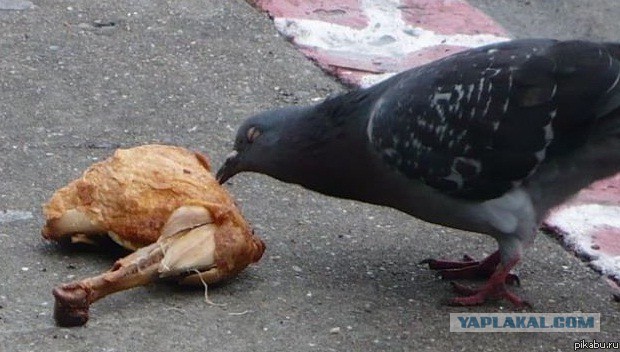 Сильвупле...