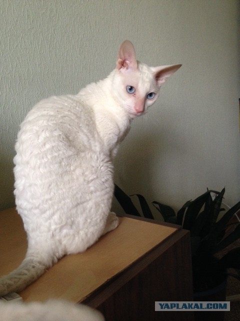 Котовторник 15-09-2015 !