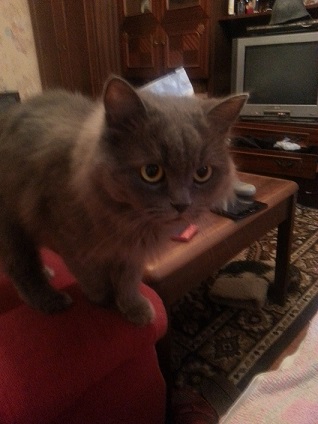 Котовторник 15-09-2015 !