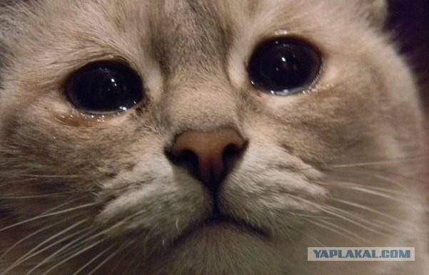 Он потерял родителей, но обрел лучшего друга!