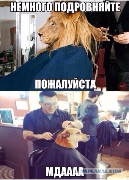 Веселые картинки