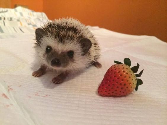 Самые смешные животные