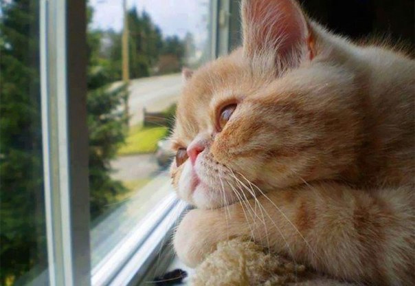 Коты и Кошки