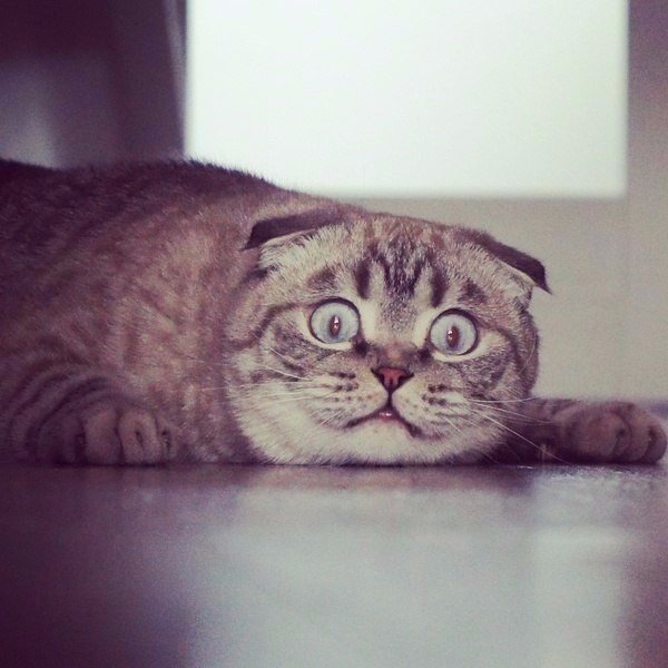Коты и Кошки