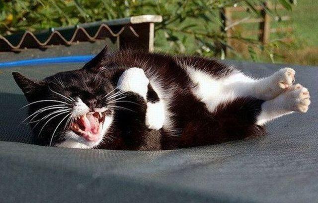 Коты и Кошки