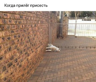 Субботняя деградация