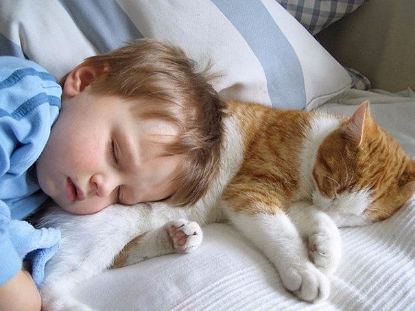 Котовторник