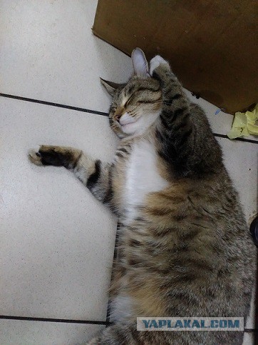 Котовторник