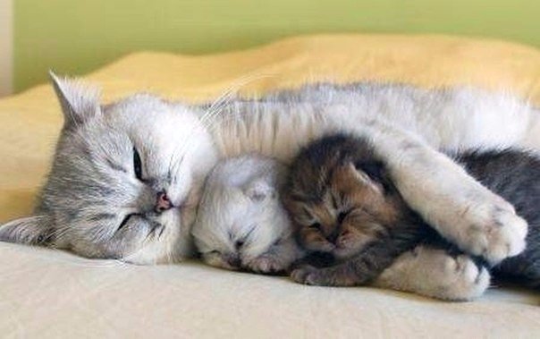 Коты и Кошки
