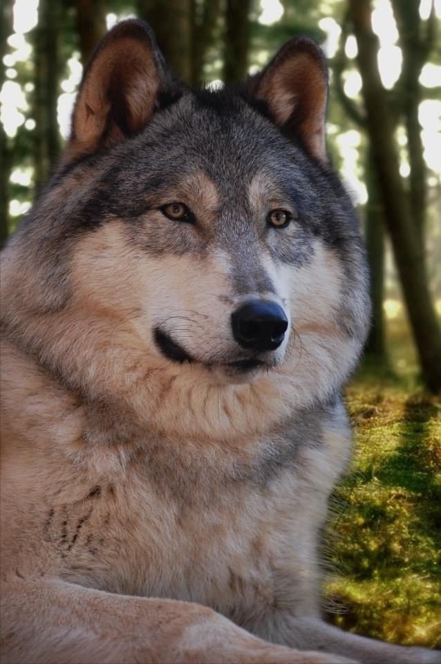 Живность из сети