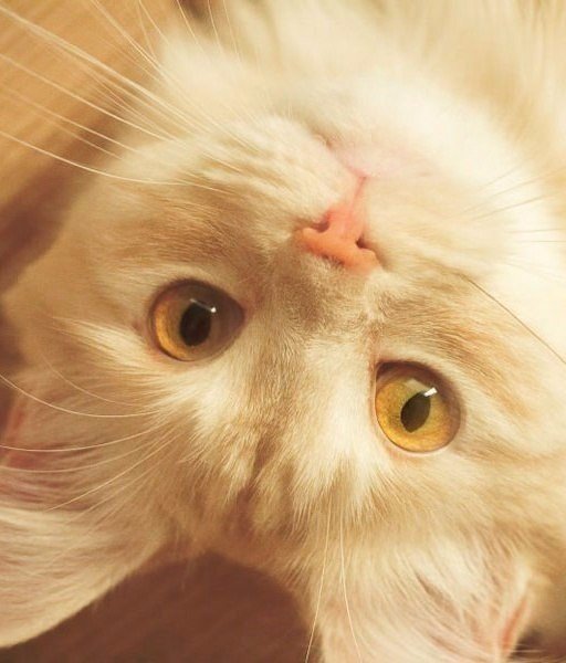 Подборка настоящих котов