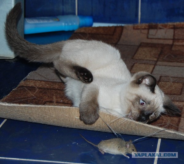 Котовторник (16.09.08)