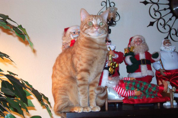 Новогодний КОТОВТОРНИК!