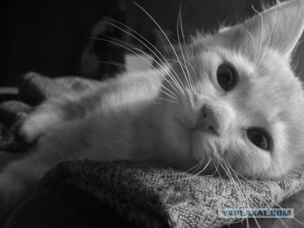 Котовторник (20.01)