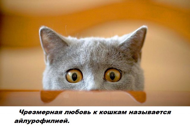 Подборка бесполезных фактов