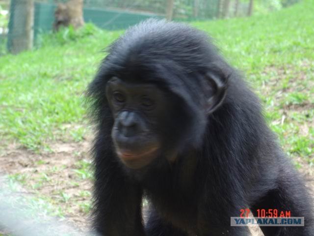 Заповедник Lola ya Bonobo в Конго