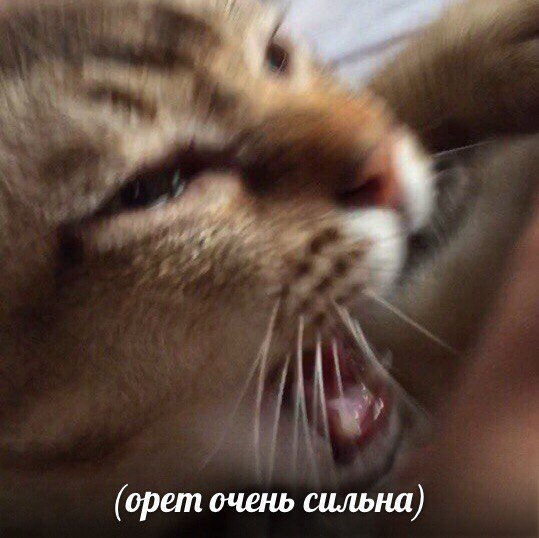 Дурацкие картинки