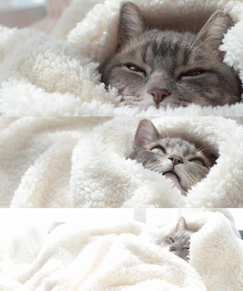 Прикольных котов пост