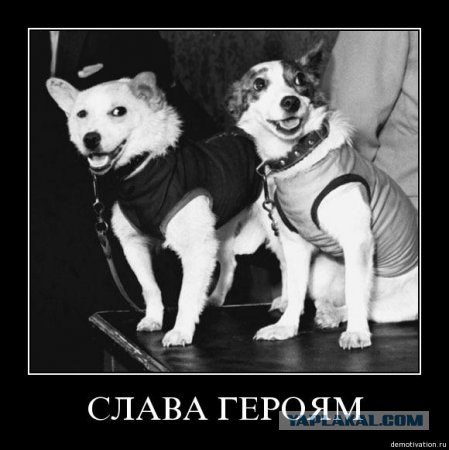 Позируем креативно по-собачьи