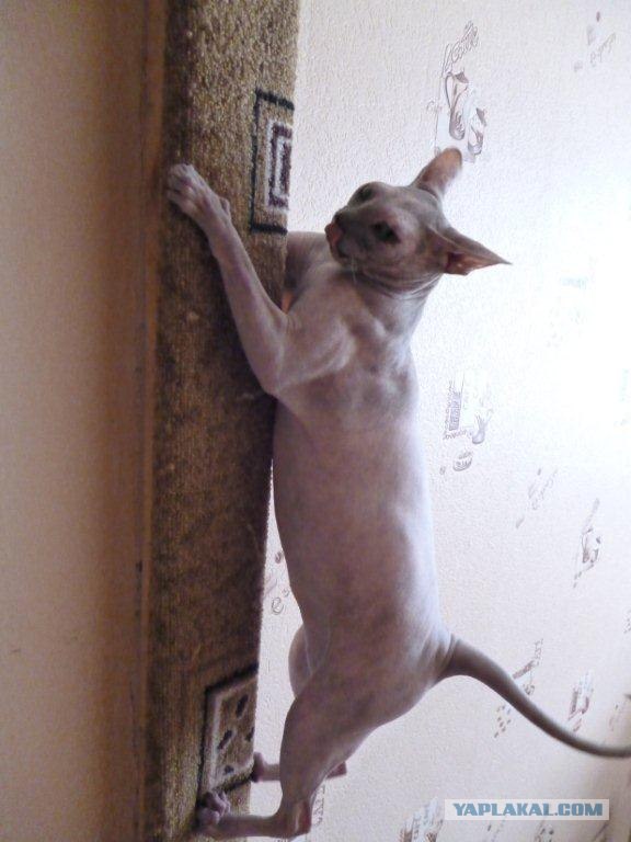 Котовторник с Кузей