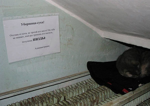 Котовторник 20.12.2011