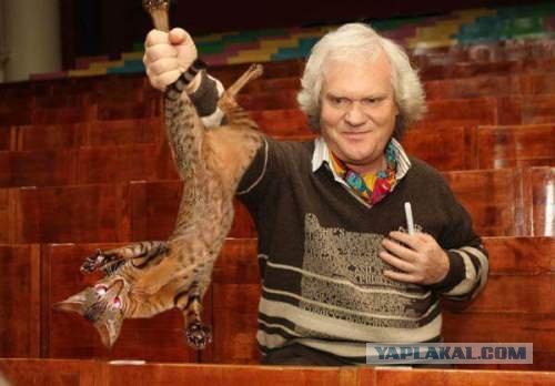 Выставка котов в Киеве