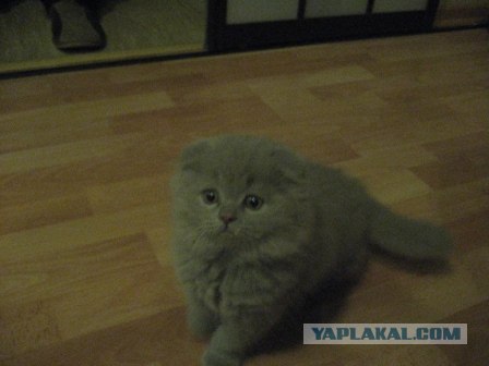 Котовторник (07.02.2012)