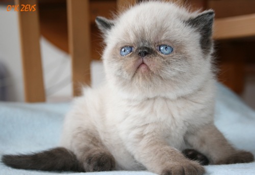 Котовторник 03 07 2012