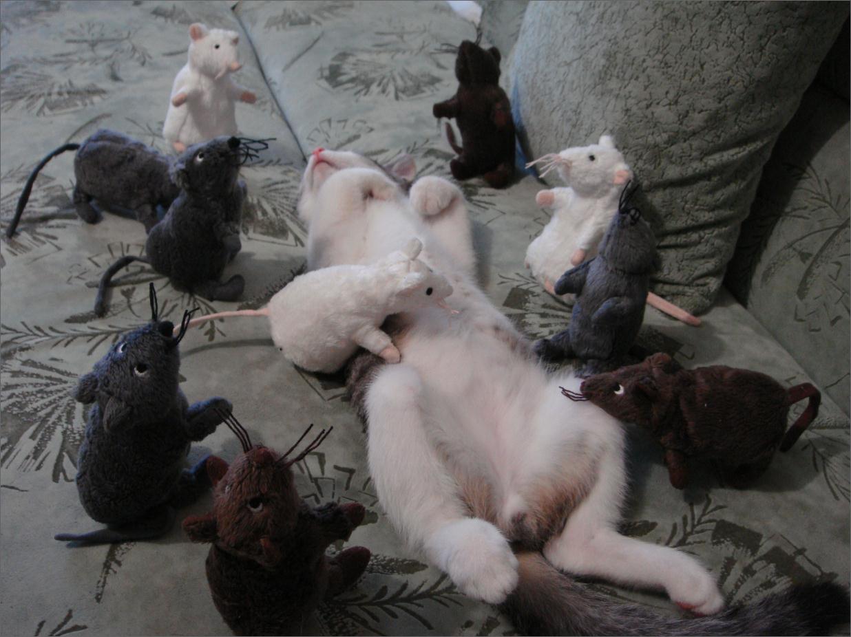 Нападение крыс. Коты окружили. Кот окруженный мышами.