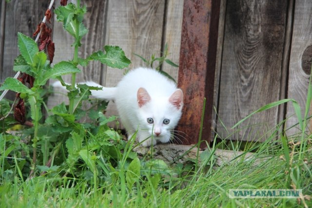 Котовторник 31.07.2012 г.