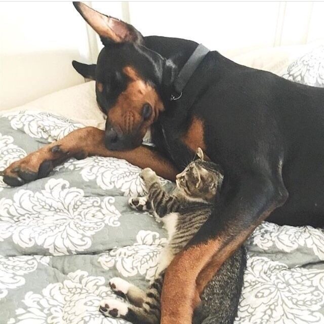 Уже не котовторник, но еще и не собакочетверг