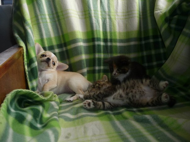 Уже не котовторник, но еще и не собакочетверг