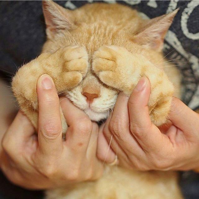 Забавные картинки с котами из сети
