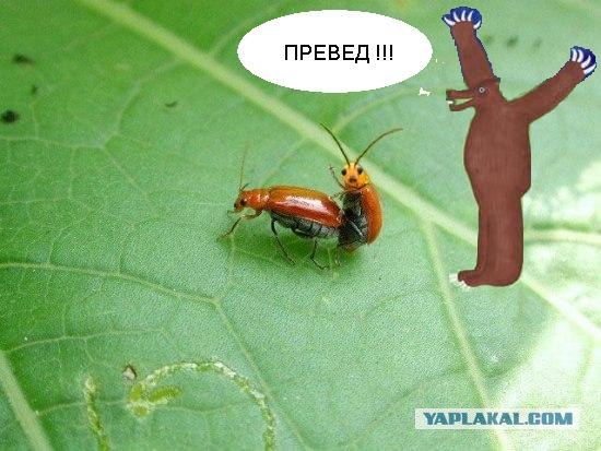 Он как бы нам машет?