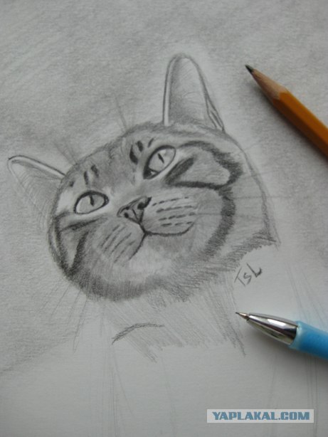 Рисуем кота