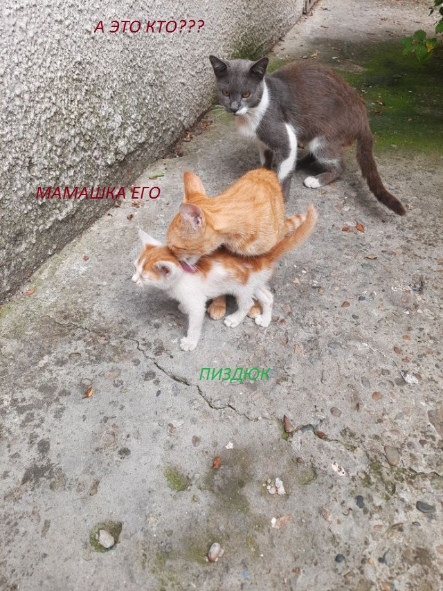 Дурному котёнку 22 км не крюк