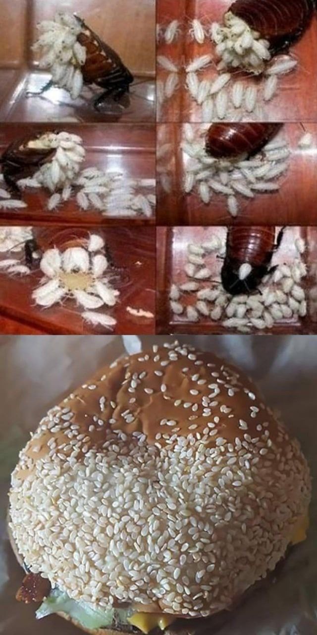Аморальная деградация
