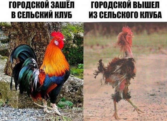 Забавные комментарии из социальных сетей (21.11.22)