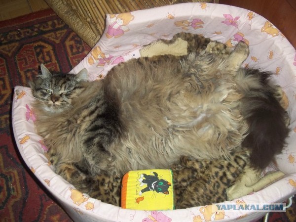 Котовторник 26.03.2013