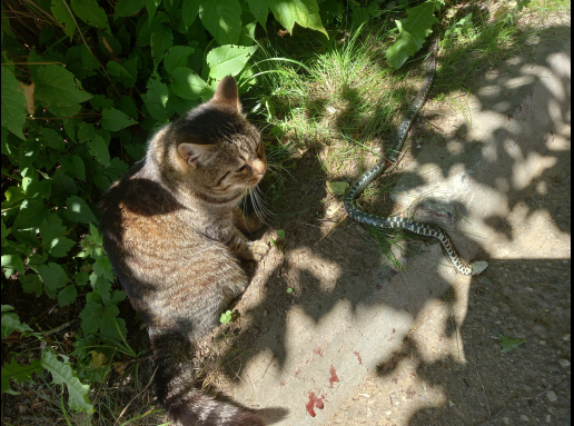 Котовторник же!